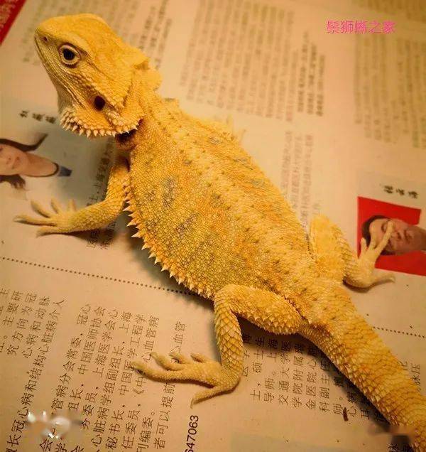 天牛3d圖紅五圖庫匯總,具體操作指導_版稅87.94.41