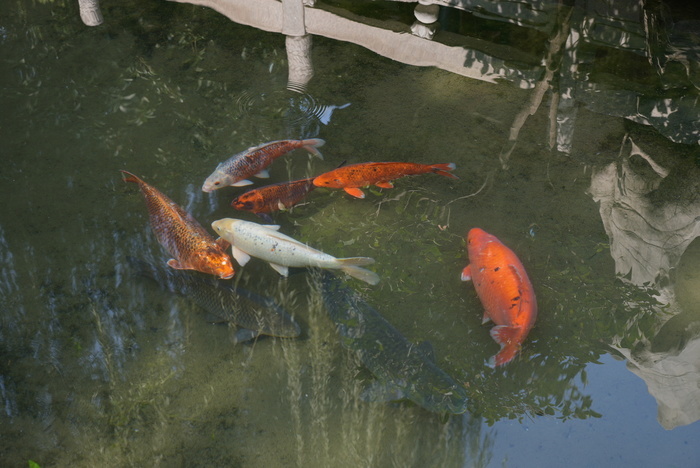 香港四九圖庫開獎(jiǎng)直播,趵突泉“豬鯉”減肥失敗
